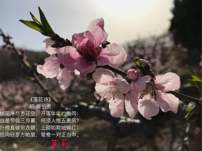 桃花仙人种桃树