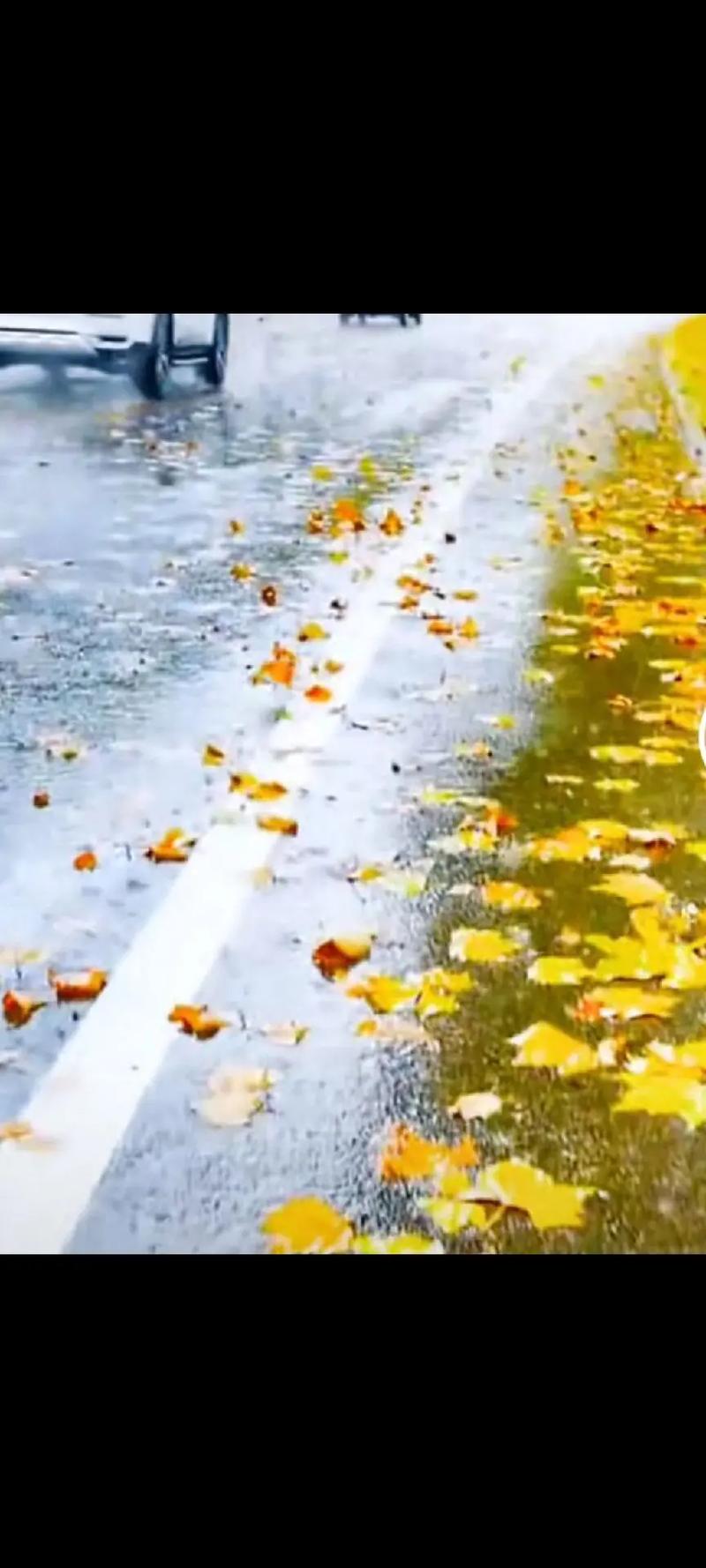 秋雨绵绵