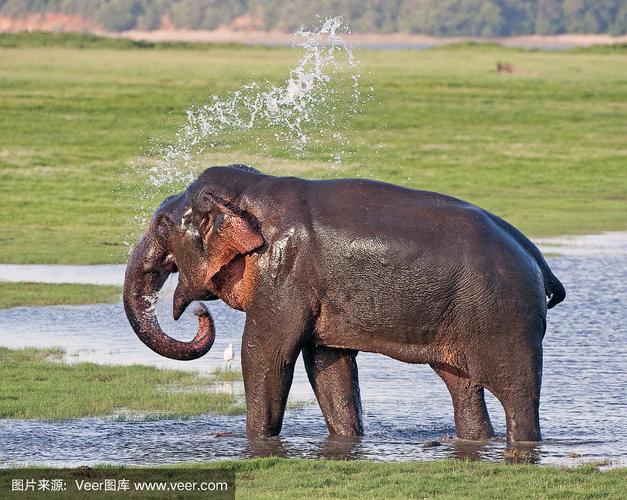 大象洗澡的相关图片