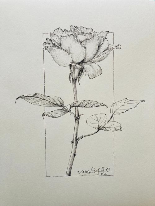 素描玫瑰花的相关图片